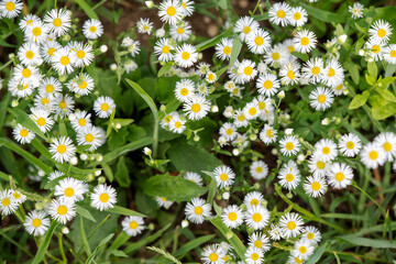 Wall Mural - beautiful flowers on a gentle green background