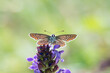 Argus butterfly with outspread wings on purple flower  focus on foreground blur background
