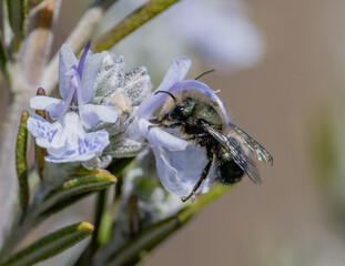 Wall Mural - Mason Bee (Osmia) on a rosemary flower in Spring (Salvia rosmarinus)