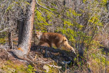 wild canadian lynx seen in the wilderness of yukon territory, canada during summer time with stunnin