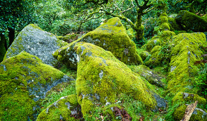 Sticker - Wistman's Wood National Nature Reserve - mystic high-altitude oakwood on valley of the West Dart River, Dartmoor, Devon, United Kingdom