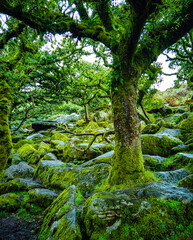 Sticker - Wistman's Wood National Nature Reserve - mystic high-altitude oakwood on valley of the West Dart River, Dartmoor, Devon, United Kingdom