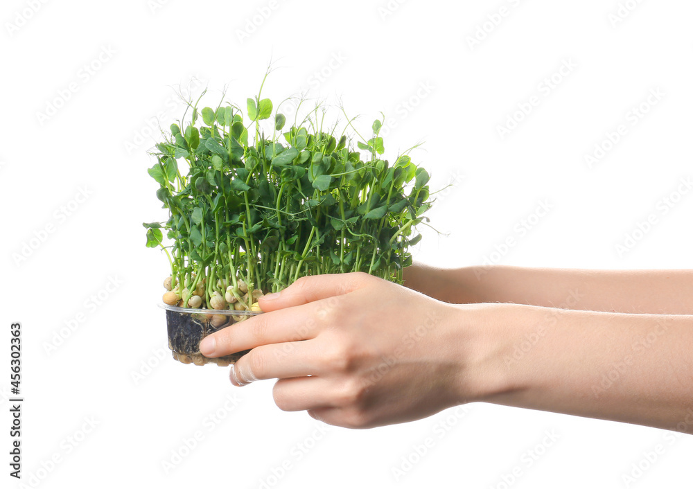 Female hands with fresh micro green on white background, closeup