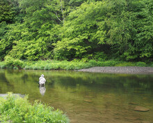 Lone Trout Fisherman Wading In River, Green Trees And Grasses On Riverbank And Stones Visible Beneath The Calm Surface Of The River.