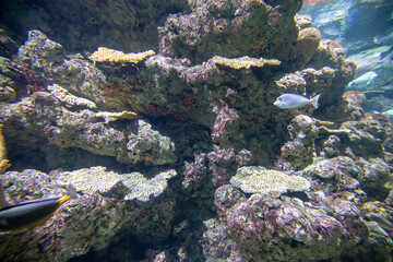 Wall Mural - Purple coral reef in aquarium close up.