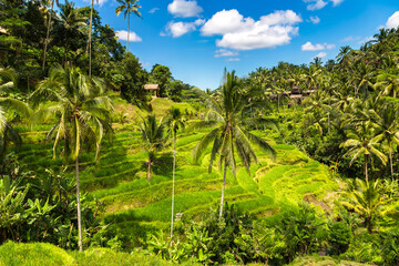 Wall Mural - Tegallalang rice terrace on Bali