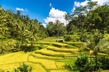 Poster - Tegallalang rice terrace on Bali