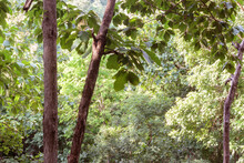Green Teak Leaves In The Rainy Season Forest Backdrop