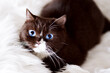 Britisch Kurzhaar Altay bue eyes Katze edel und selten in chocolate