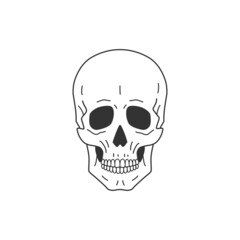 Wall Mural - human anatomical skull. line drawing. vector illustration