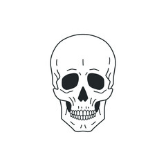 Wall Mural - human anatomical skull. line drawing. vector illustration