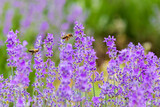 Fototapeta Kwiaty - Two bees collecting honey from lavender flowers