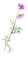 Wall Mural - Purple cosmos flowers isolated