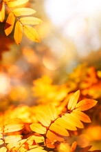 Autumn Background With Orange, Yellow Leaves And Golden Sun Lights, Natural Bokeh. Fall Nature Landscape With Copy Space, Vertical Banner