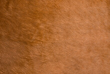 Natural Brown Fur Texture. Animal Fur Close-up As Background. Abstract Fur Pattern. Soft Surface Texture.