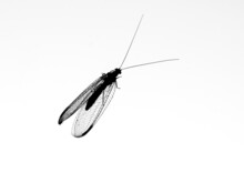 Black Silhouette Of Neuropteran On The Glass On White Background