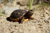 Fototapeta Konie - Cute small baby Red-foot Tortoise in the nature,The red-footed tortoise (Chelonoidis carbonarius) is a species of tortoise from northern South America
