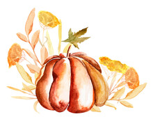 Pumpkin Among Herbs Autumn Watercolor Illustration. Template For Decorating Designs And Illustrations.