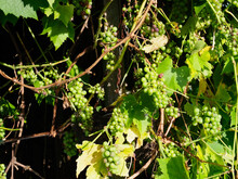 Some Small Grapes In Bunches Ripening On The Vine