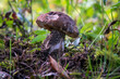 aspen bolete mushroom in the forest in the autumn season.