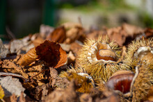 Chestnuts And Leaves
