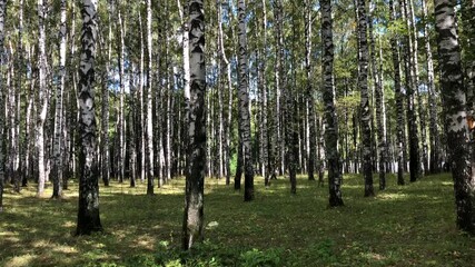 Wall Mural - Birch grove on a clear sunny autumn day