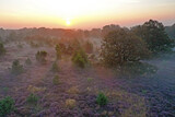 Fototapeta Sawanna - Aerial from blossoming moorlands at the Holterberg in the Netherlands at sunrise with fog