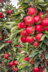 Wall Mural - Lots of ripe red apples growing on the standard apple tree in a Dutch apple orchard. It's almost fall now.