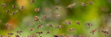 Bees Flying In To Hive - Bee Breeding (Apis Mellifera) Close Up