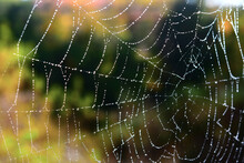Garden Spider Web Covered With Dew