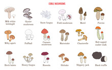 Vector Collection Of Hand Drawn Edible Mushrooms