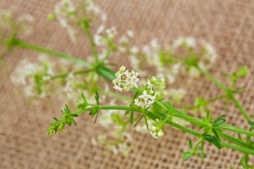 Canvas Print - Little flower of white bedstraw (Galium album) on a jute background. Macro photography.