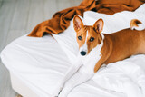 Fototapeta Psy - Cute basenji dog lying on a bed at home in bright living room.