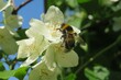 Bumblebee on a white jasmine flowers in the garden in spring