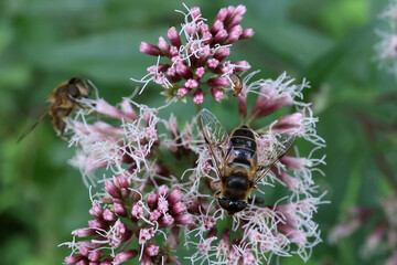 Sticker - Closeup shot of a fly on a flower drinks nectar