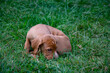 puppy in the grass