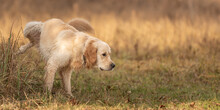 Retriever Dog Lifting His Leg To Pee Outside In Nature On A Meadow In Autumn