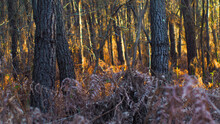 Forêt Des Landes De Gascogne, Baignée D'une Douce Lumière Chaleureuse.  Des Fougères Commencent à Sortir Du Sol