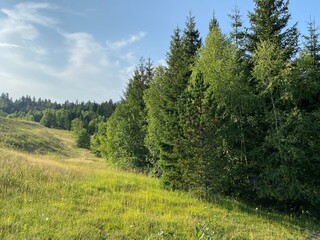 Park with meadows along Lake Lepenica and the surrounding mixed forest of Gorski kotar - Fuzine, Croatia (Park s livadama uz jezero Lepenica i okolnu mješovitu šumu Gorskog kotara - Fužine, Hrvatska)