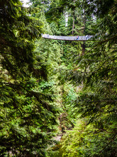 Thiswire And Wood Suspension Bridge Over A Deep Gorge In Thick Forest In Vancouver Canada Is Not For The Feint-hearted.