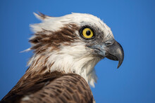 Osprey Or Fish Eagle Head Showing Great Detail In Beak, Feathers And Eye With Bright Blue Sky