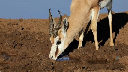 Wall Mural - A springbok antelope (Antidorcas marsupialis) drinking at a waterhole, Mokala National Park, South Africa