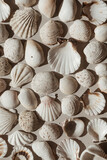 Fototapeta Boho - Neutral beige and white seashells pattern background