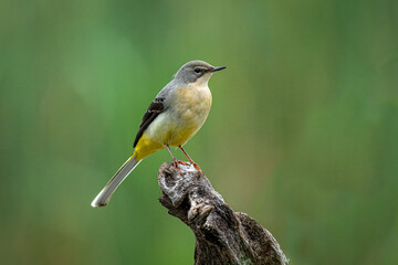 Aufkleber - A close up of a grey wagtail as it is perched on a wooden branch with a natural background