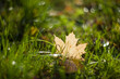 Yellow autumn maple leaves on the grass lying on a blurred background with shiny dew. Fall.