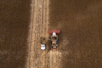 Poster - Combine harvester harvesting sunflower field at sunset. Aerial drone point of view.