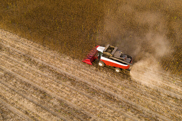 Poster - Combine harvester harvesting sunflower field at sunset. Aerial drone point of view.