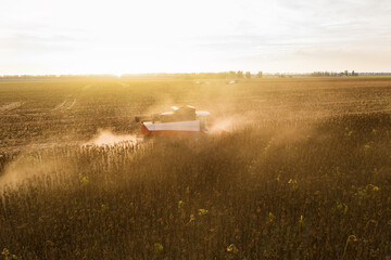 Poster - Combine harvester harvesting sunflower field at sunset. Aerial drone point of view.