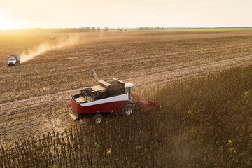 Poster - Combine harvesters harvesting sunflower field at sunset. Aerial drone point of view.