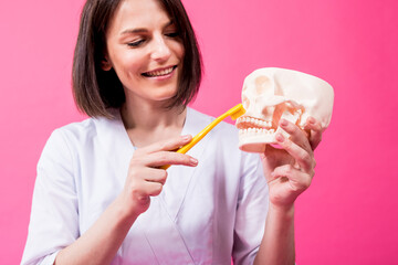 Wall Mural - Woman dentist brushing teeth of an artificial skull using a single tufted toothbrush